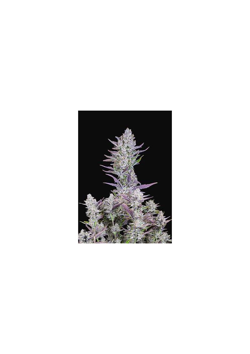 Wedding Glue Auto, Фасовка: 3, изображение 11