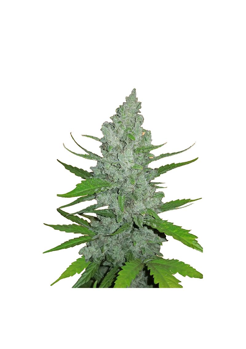 Original Auto Sour Diesel, Фасовка: 3