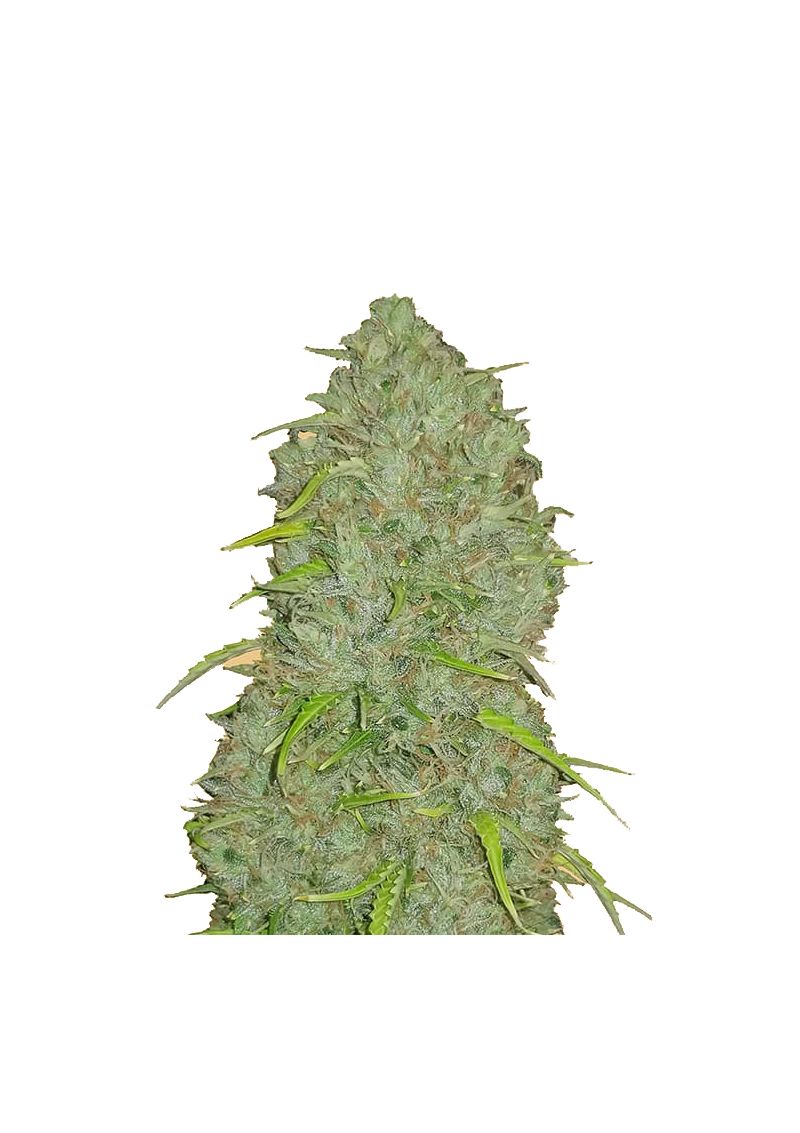 Original Auto Jack Herer, Фасовка: 3