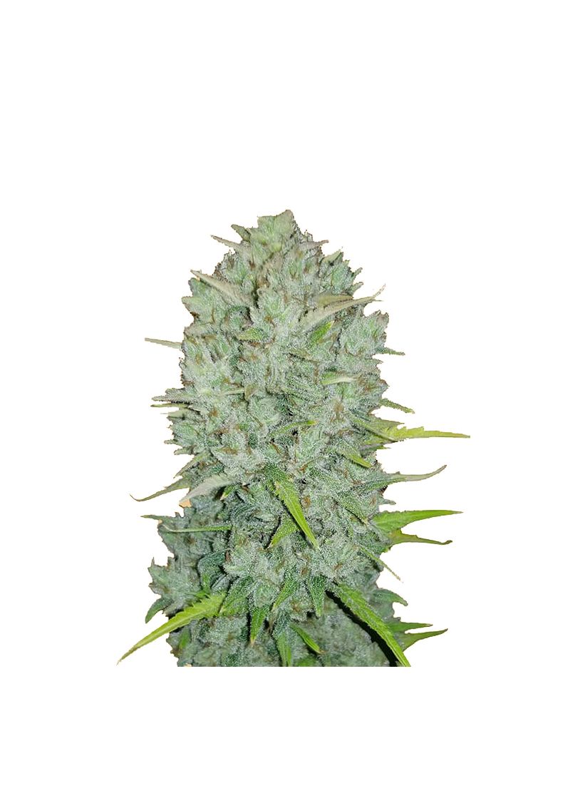 Original Auto Northern Lights, Фасовка: 3