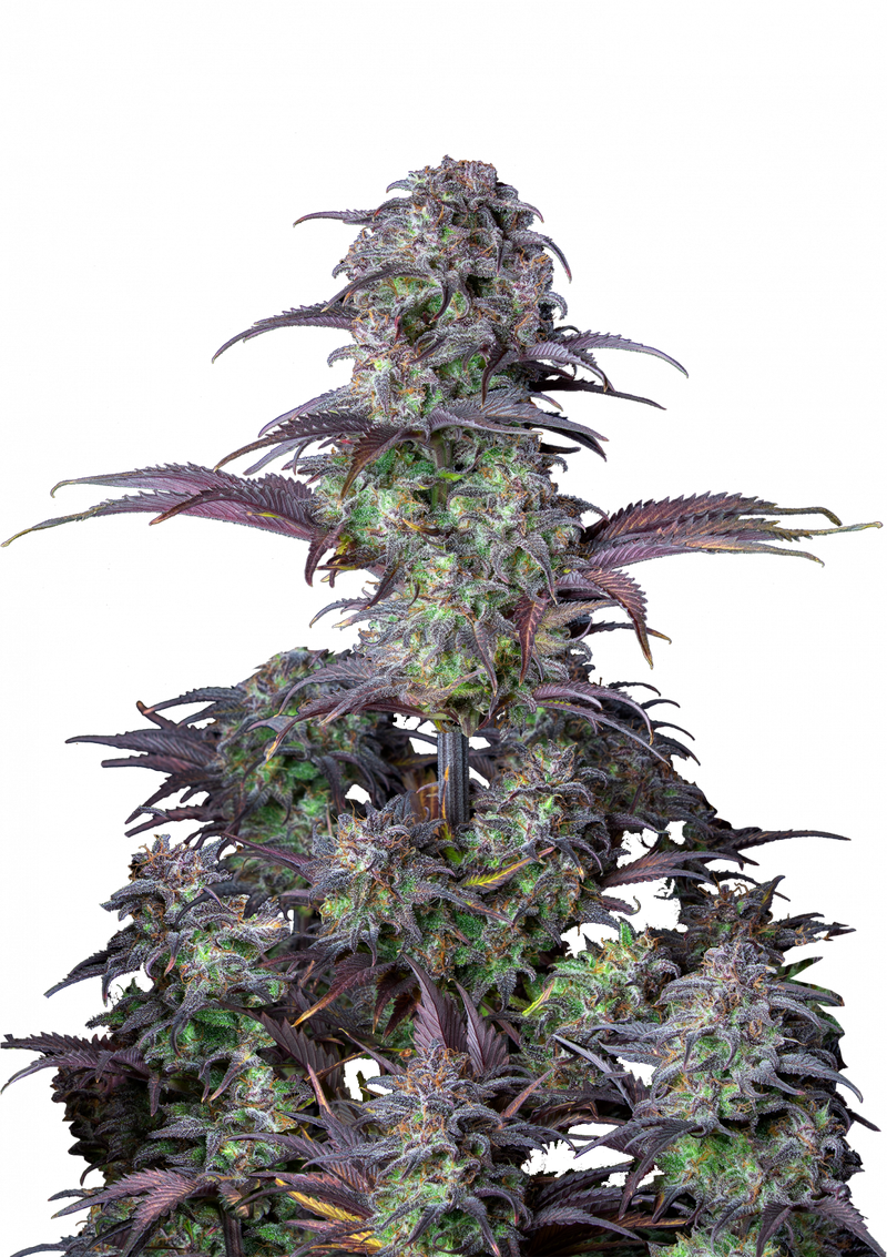 Original Auto Blueberry, Фасовка: 3