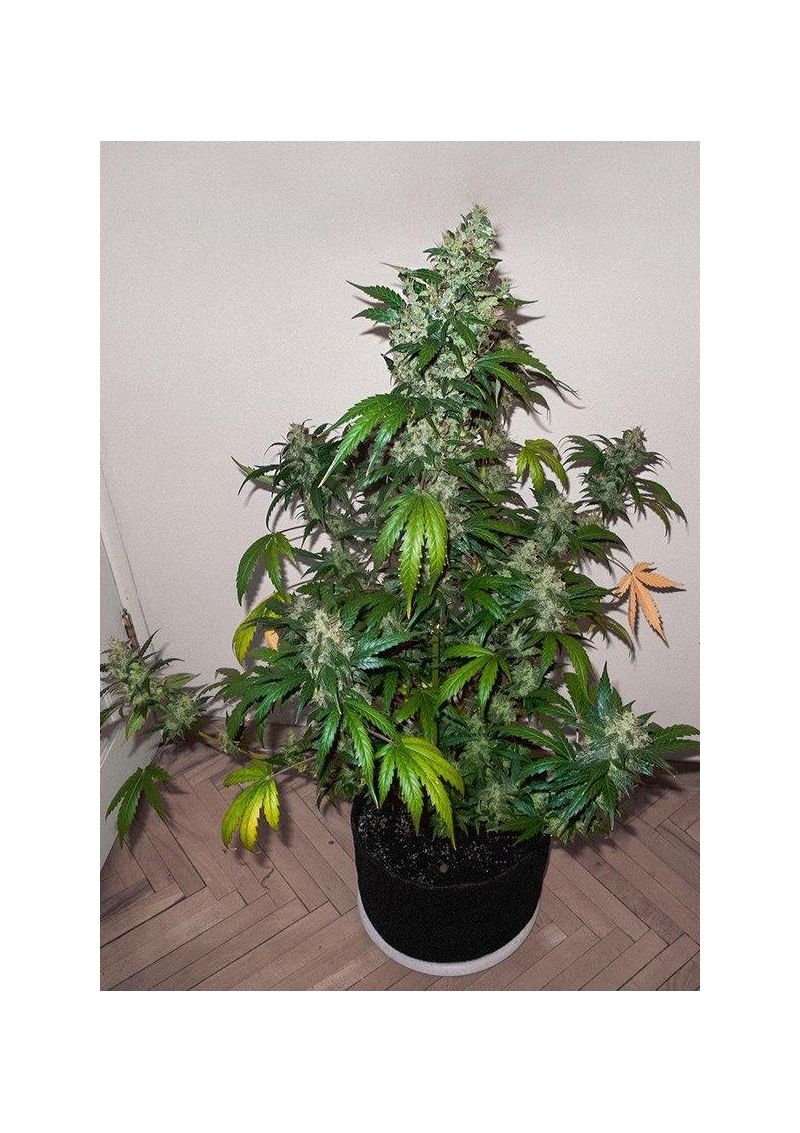 AK Skunk, Фасовка: 5, изображение 6