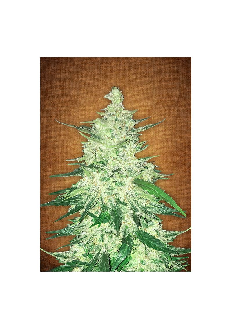 CBD Crack Auto, Фасовка: 5