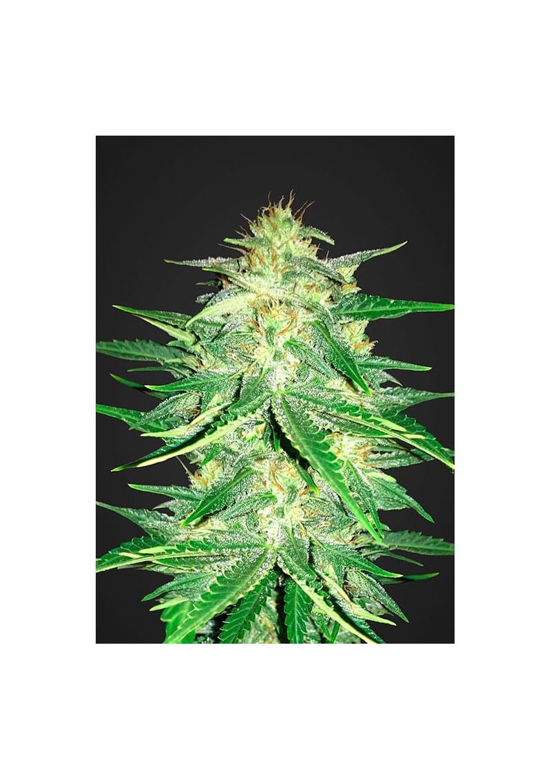 Lemon AK Auto, Фасовка: 1