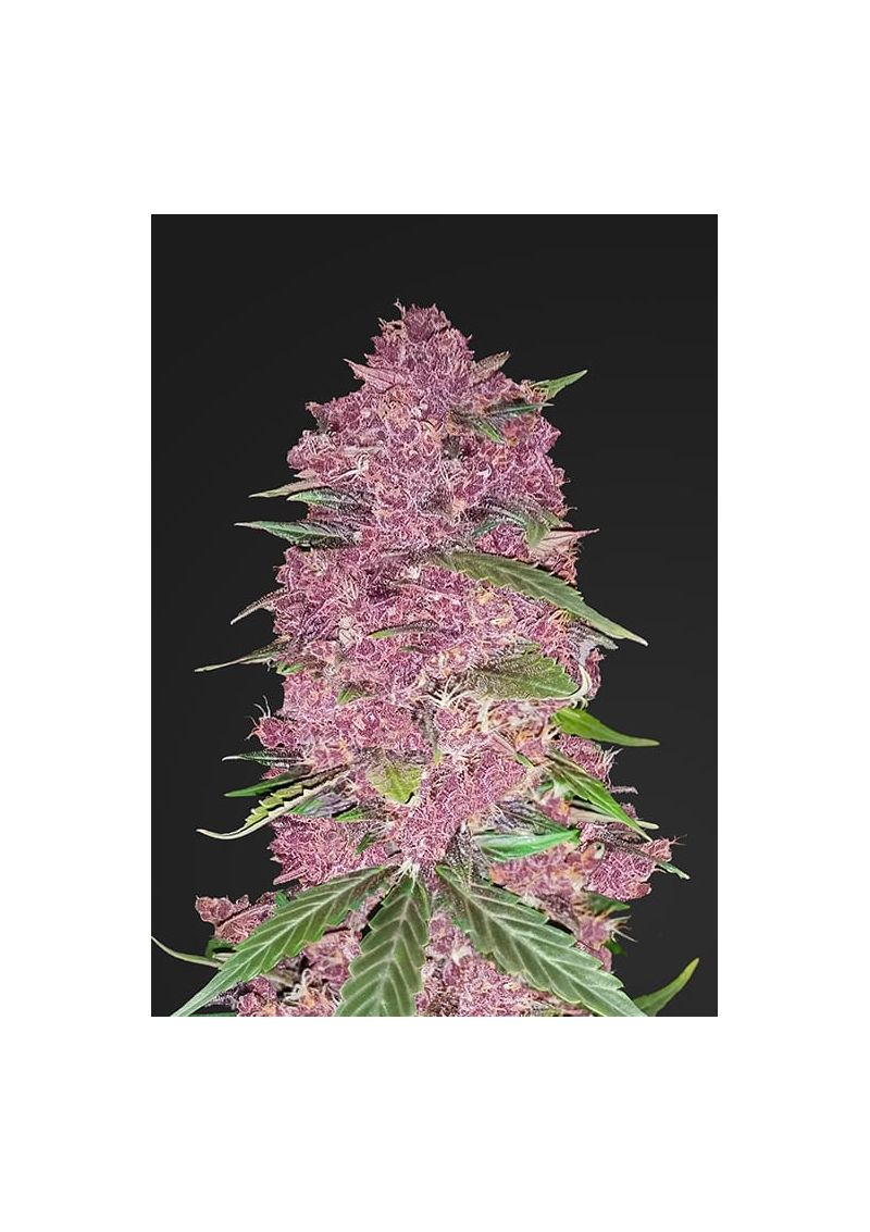 Purple Lemonade Auto, Фасовка: 5