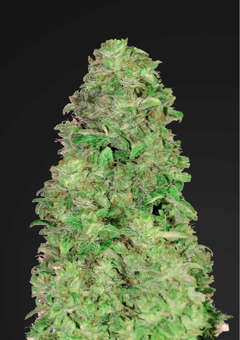 CBD 20:1 Auto, Фасовка: 5