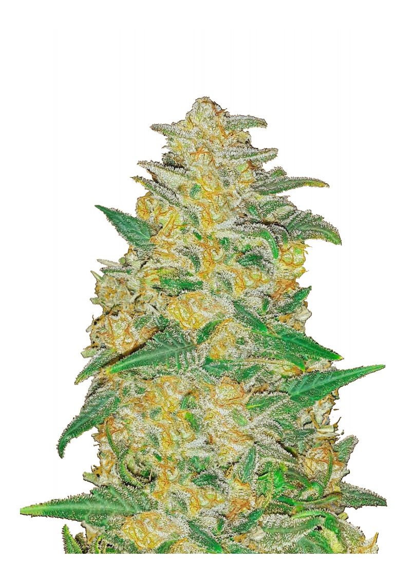 Original Auto AK, Фасовка: 3