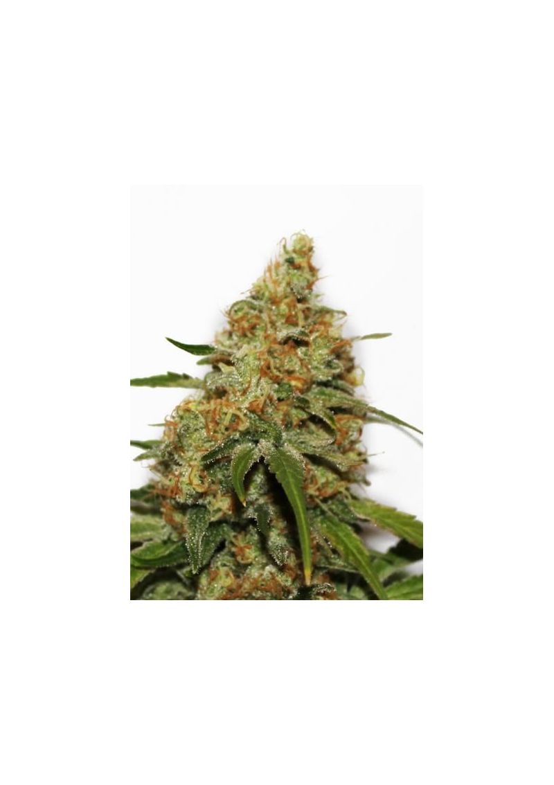 CBD Kush, Фасовка: 3, изображение 2