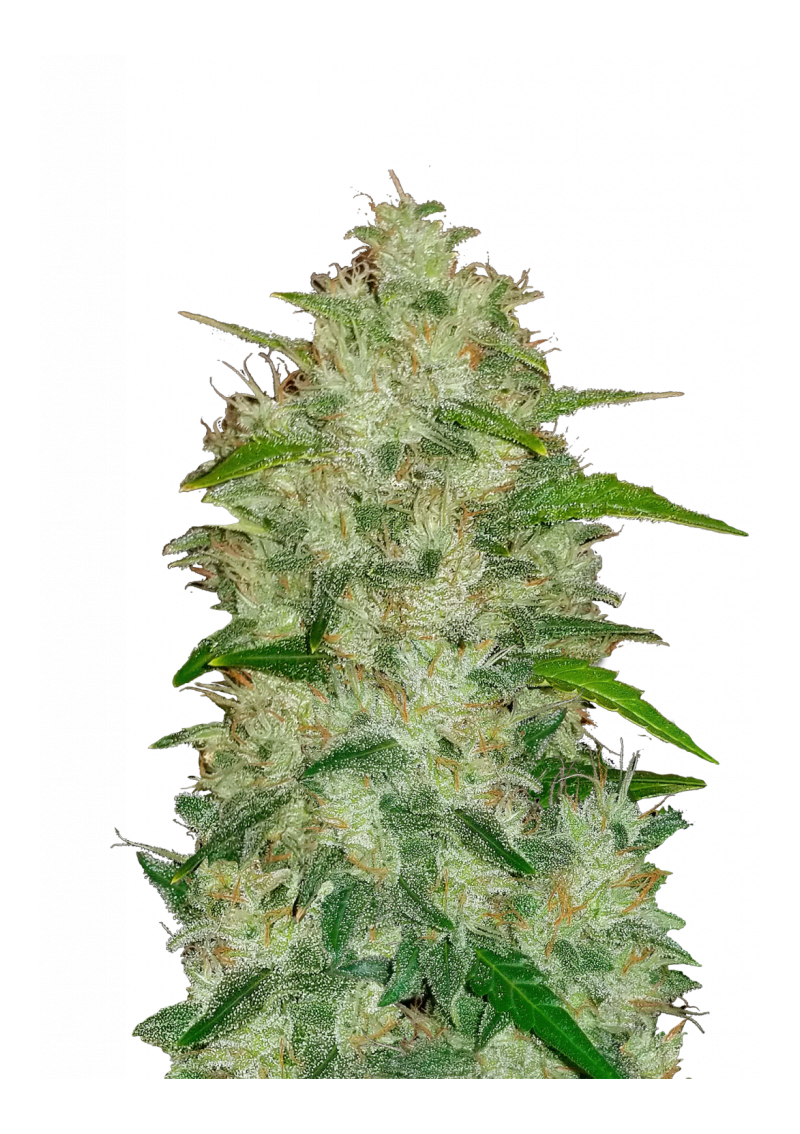 Original Auto Chemdawg, Фасовка: 3