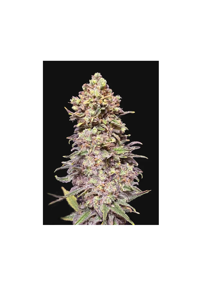 Gran Purple Banner Auto, Фасовка: 10