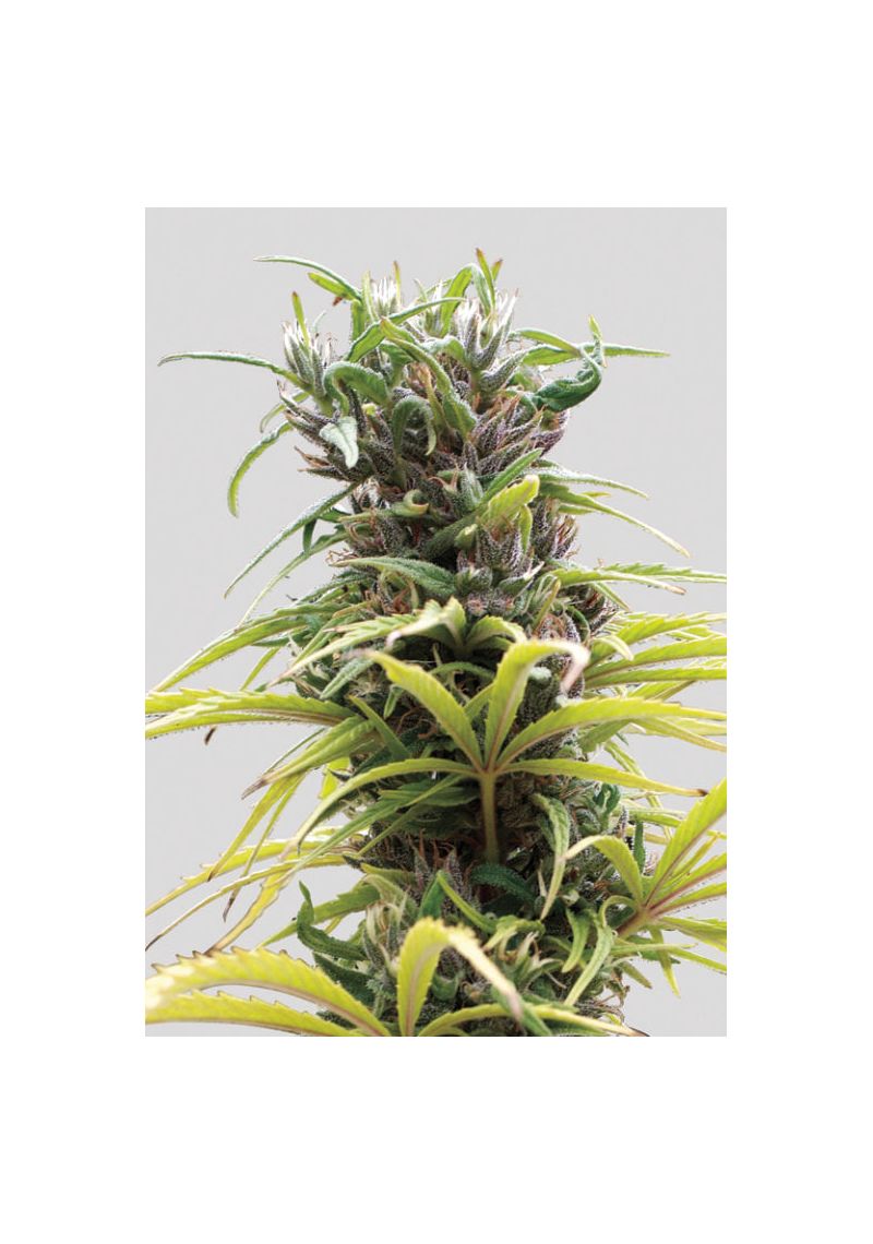 Hawaii Maui Waui Auto, Фасовка: 3