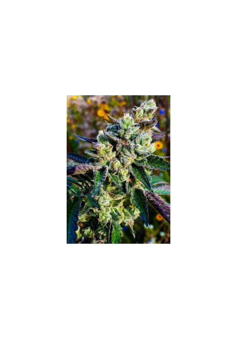 Kali Mist, Фасовка: 5