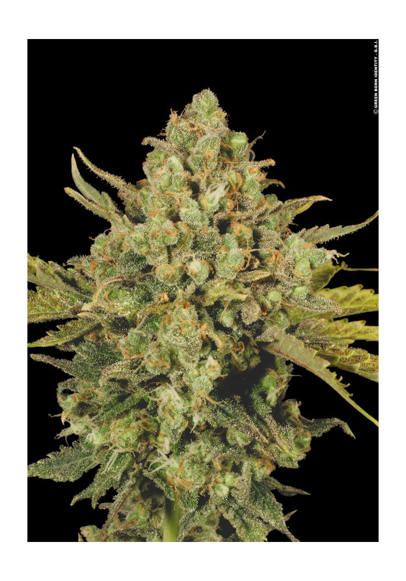 Warlock, Фасовка: 3, изображение 2