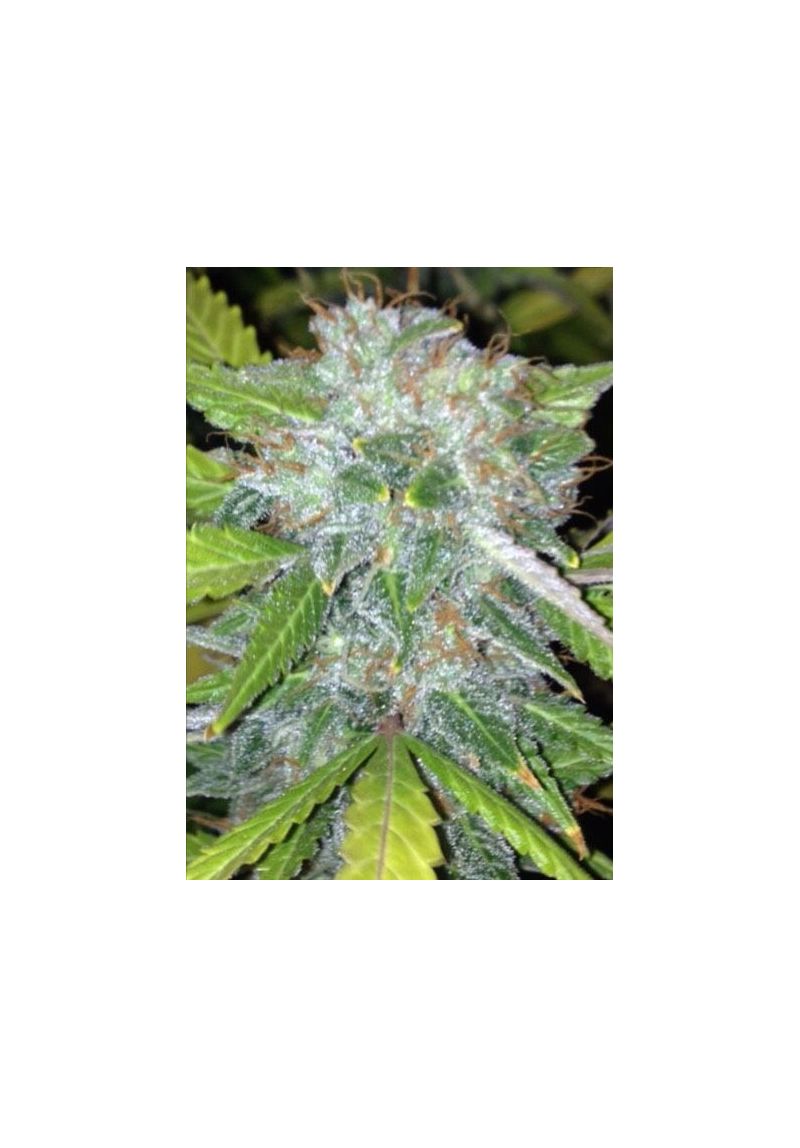 Kingstone Auto, Фасовка: 5, изображение 2