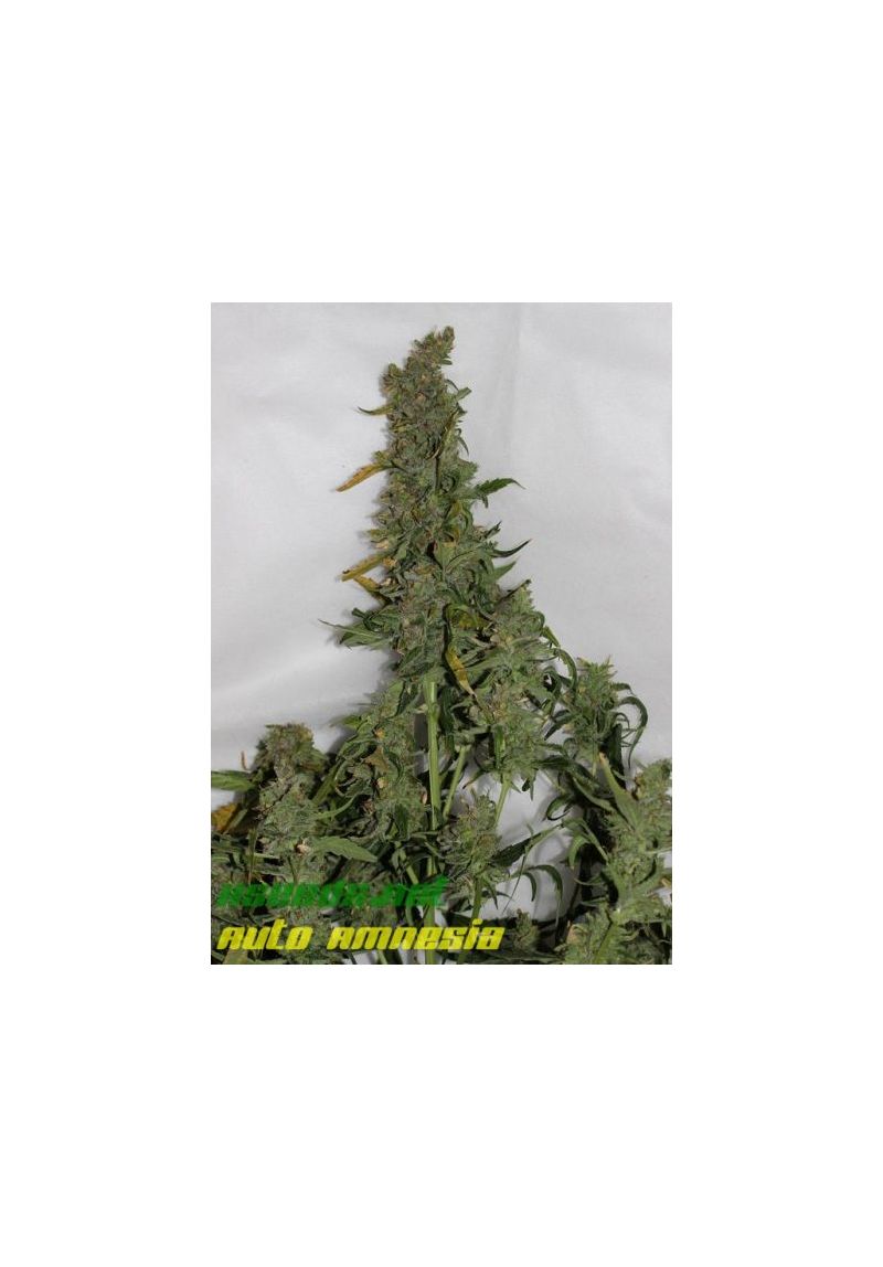 Auto Amnesia (X Seeds), Фасовка: 5, изображение 5