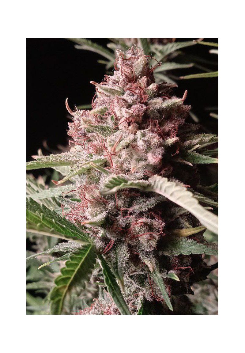 Special Jack Auto, Фасовка: 10