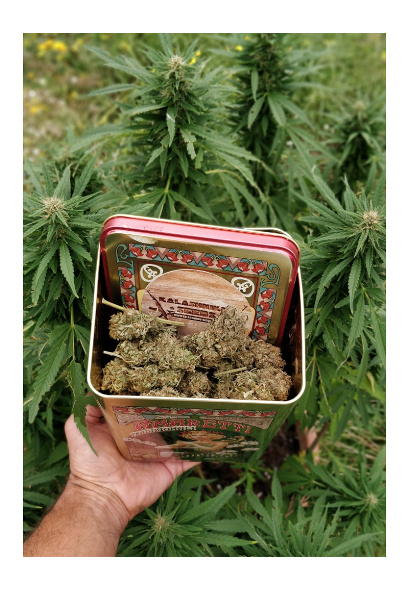 White Russian OG, Фасовка: 5, изображение 5