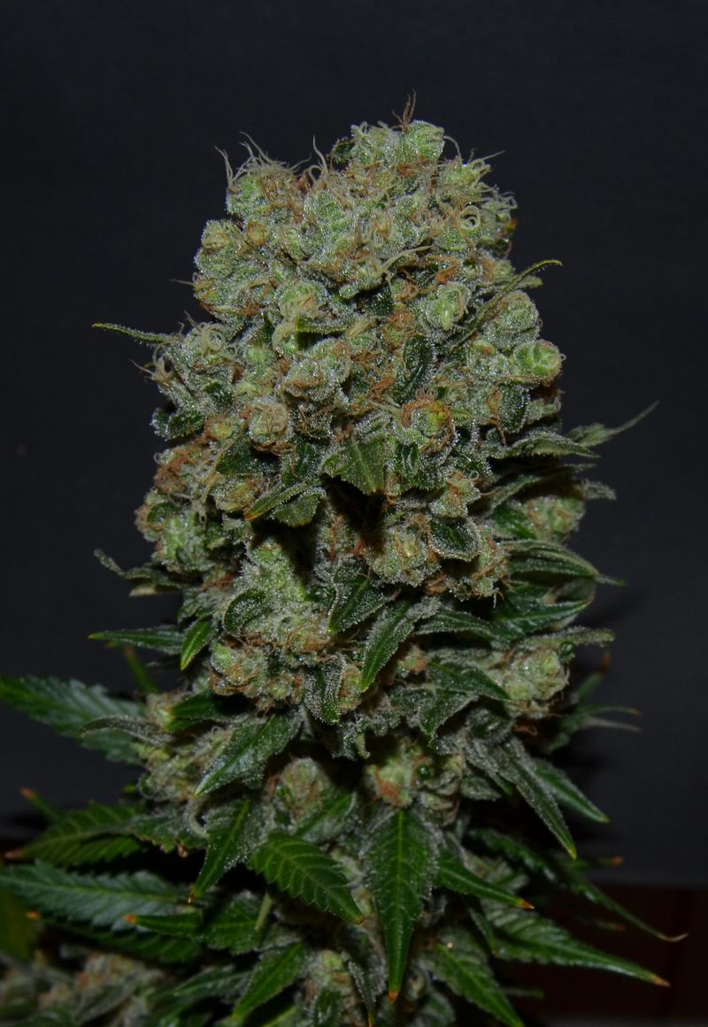 Kalashnikov  Express, Фасовка: 5