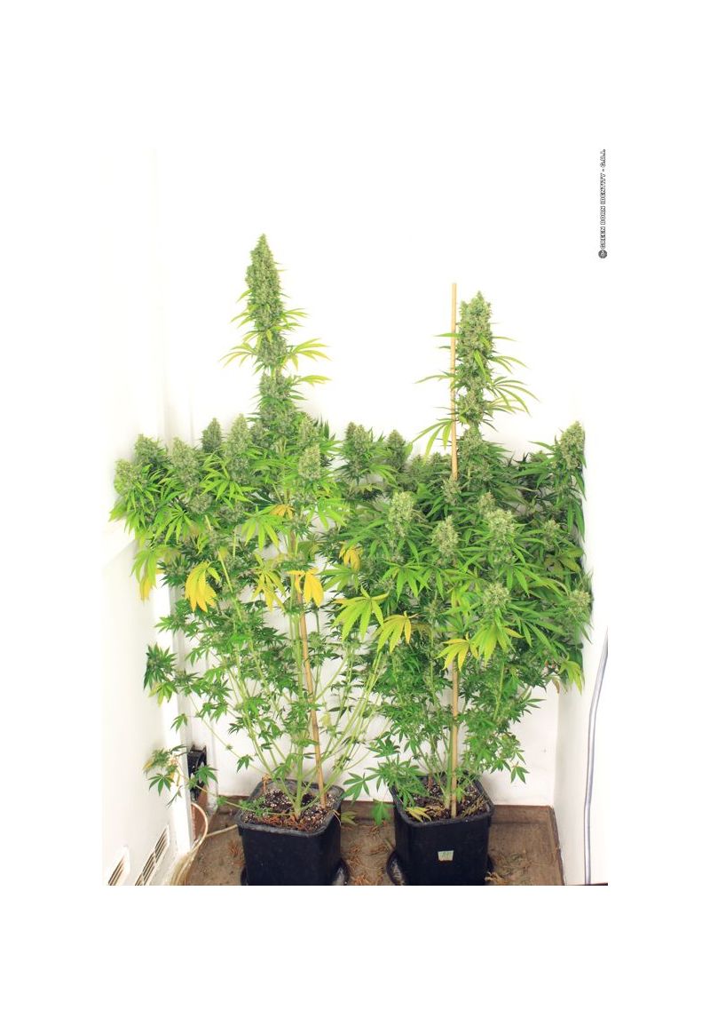 Kali Mist, Фасовка: 6, изображение 4