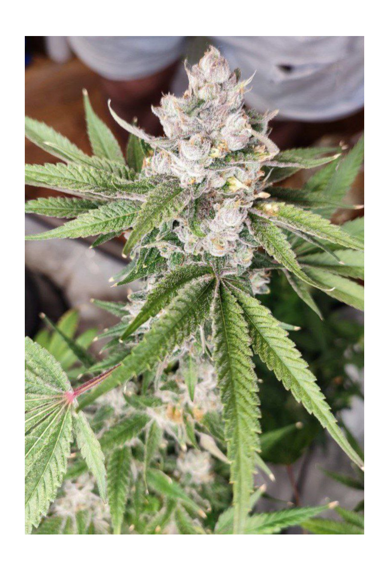 Dawg OG, Фасовка: 10