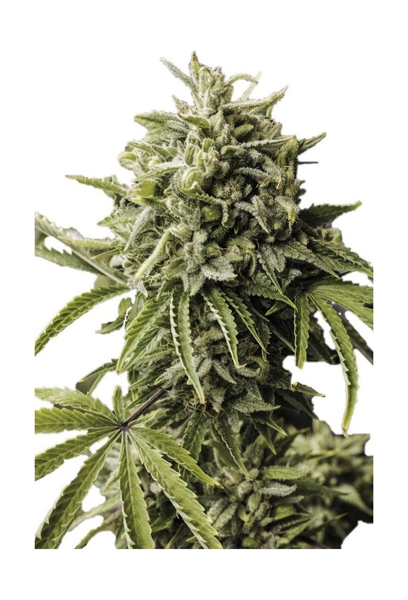 Auto Gummy Kush genetics, Фасовка: 3+1