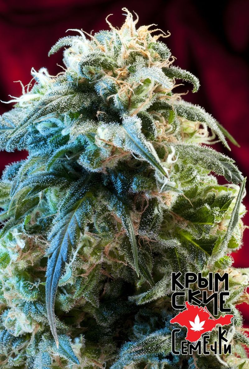 Mazar Bazar Auto, Фасовка: 5