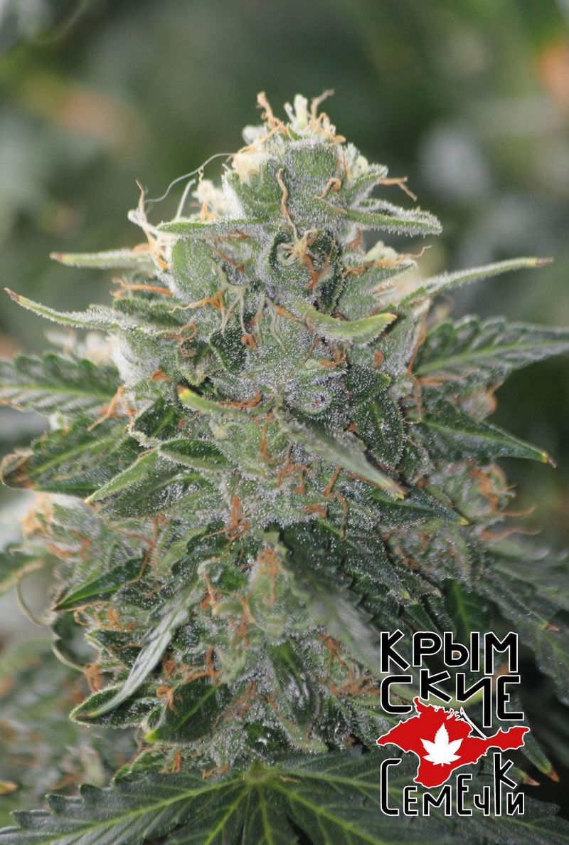 Татарская Ракета Авто, Фасовка: 3