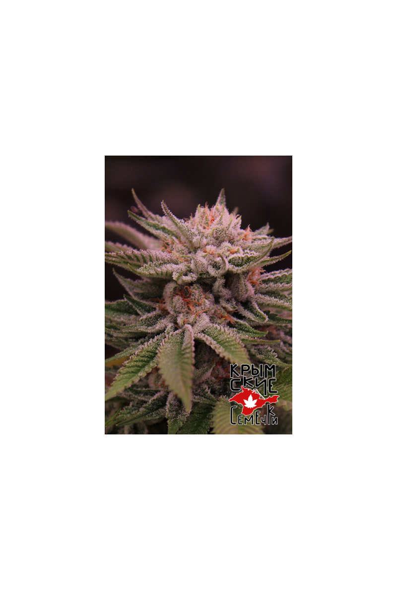 Gelato Punch Auto, Фасовка: 5