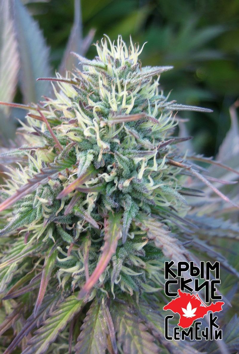 Ялтинский Куш, Фасовка: 5