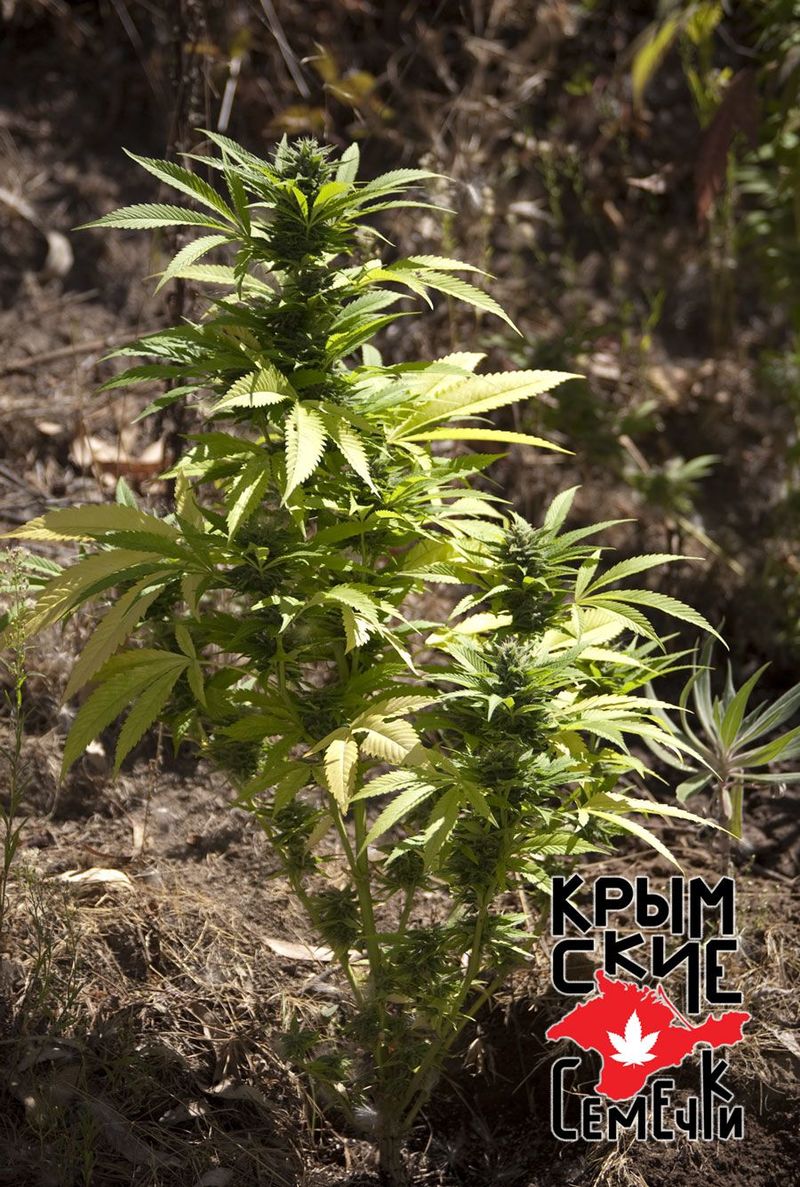 Critical 420 Auto, Фасовка: 5