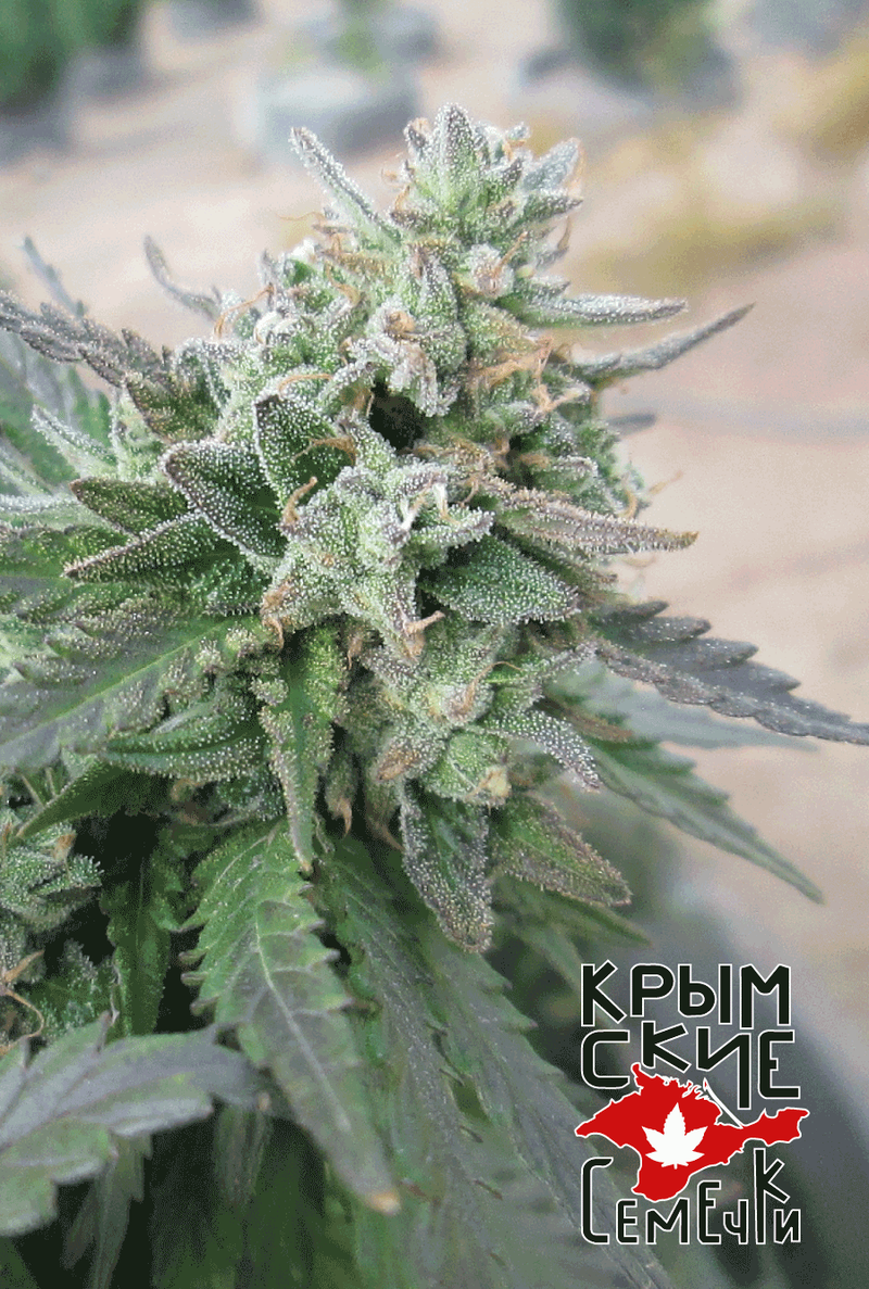 Critical 420, Фасовка: 10