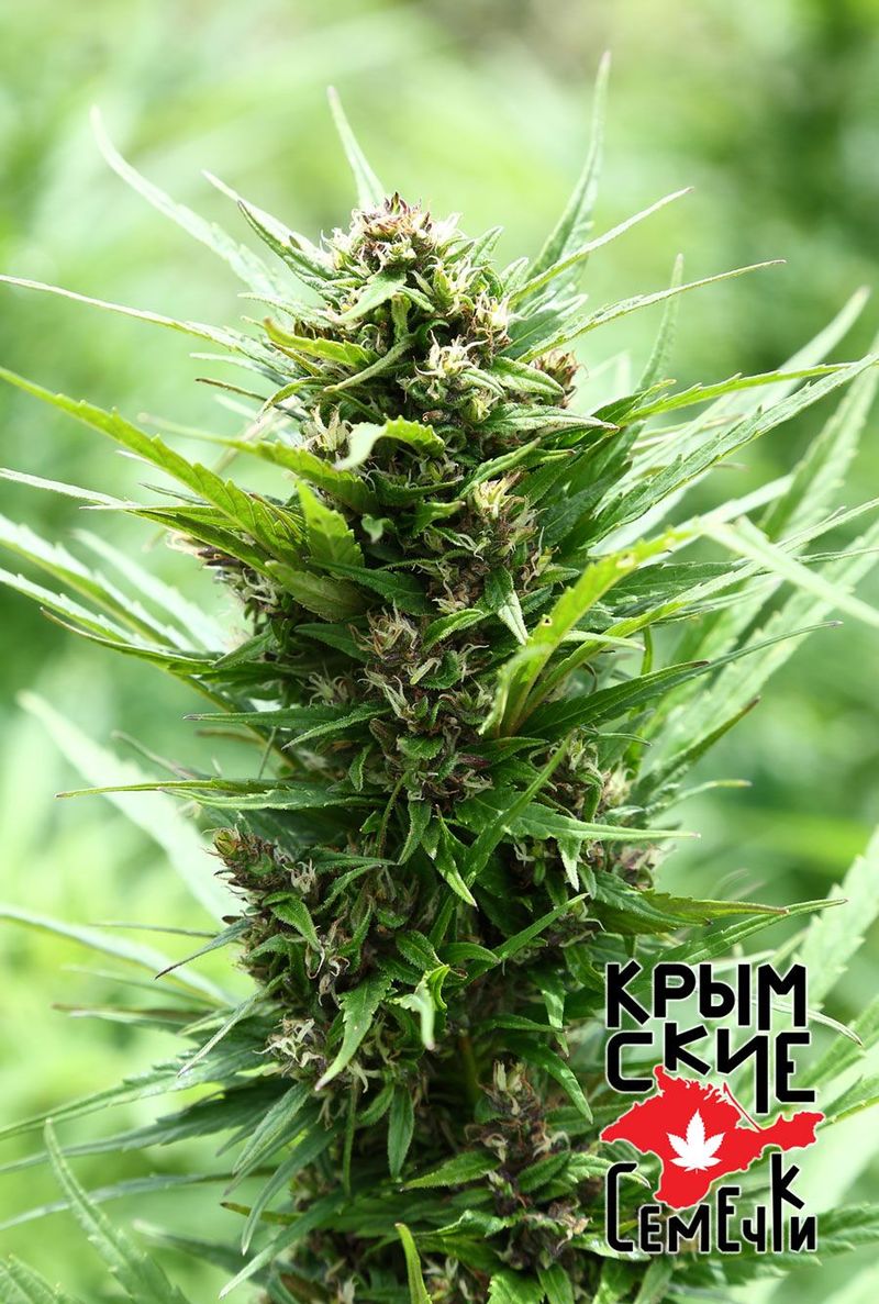 Ak Peace Auto, Фасовка: 10