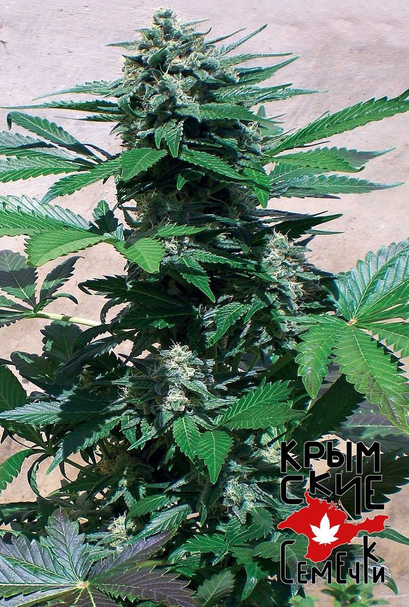 Bubblegum Blue Auto, Фасовка: 3