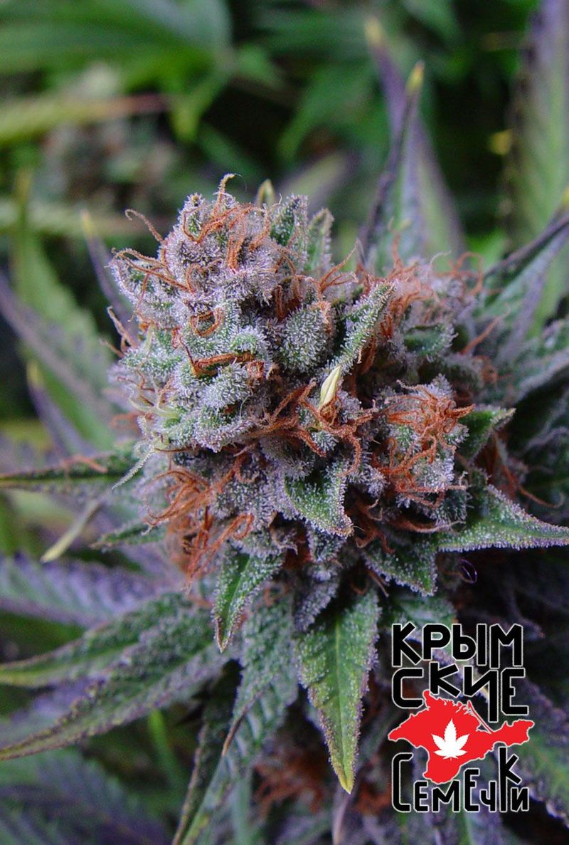 Bubblegum Blue, Фасовка: 5