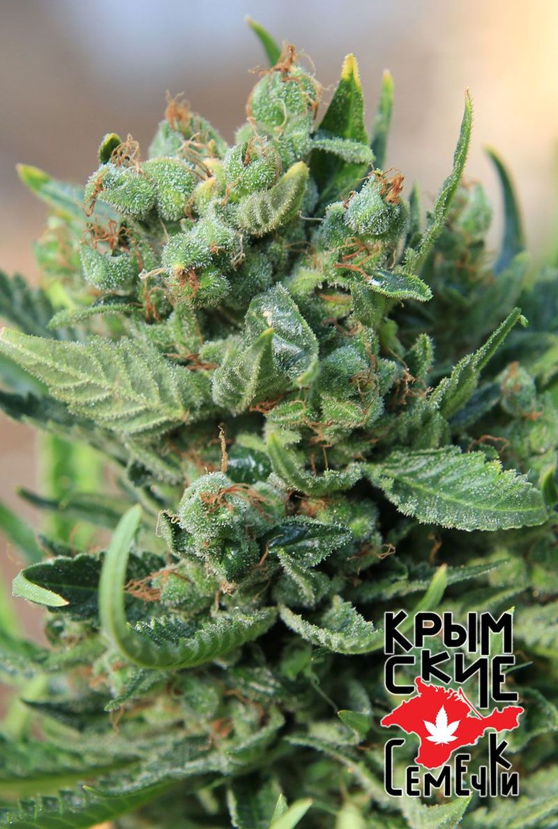 Ak Peace, Фасовка: 10