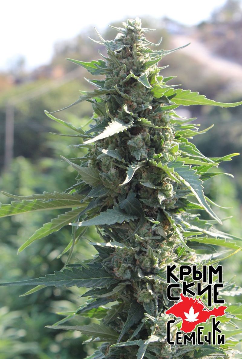 White Krim Widow, Фасовка: 5