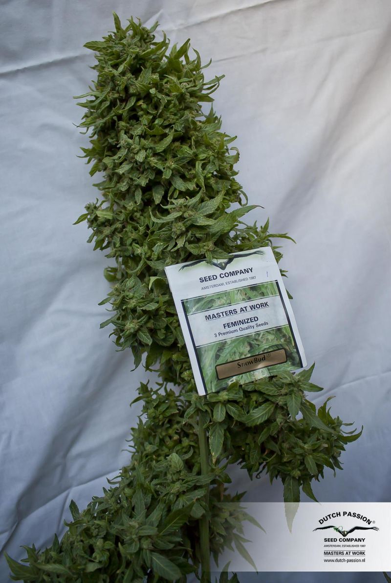 Snow Bud, Фасовка: 3, изображение 3