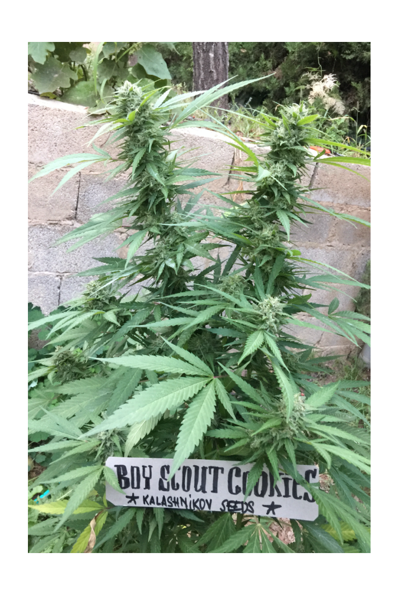 Boy Scout Cookies, Фасовка: 3, изображение 7