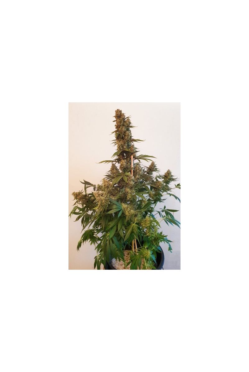 HiFi 4G, Фасовка: 3, изображение 3