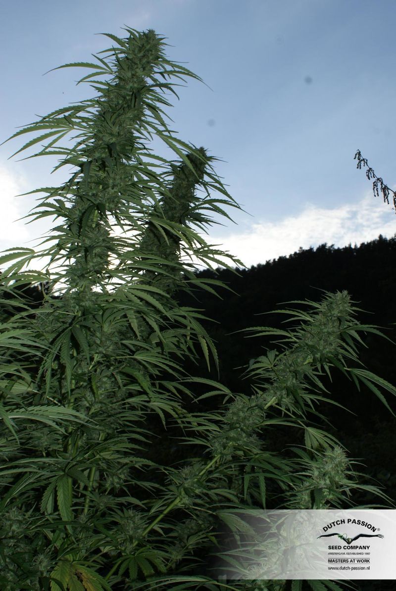 Pamir Gold, Фасовка: 3, изображение 2