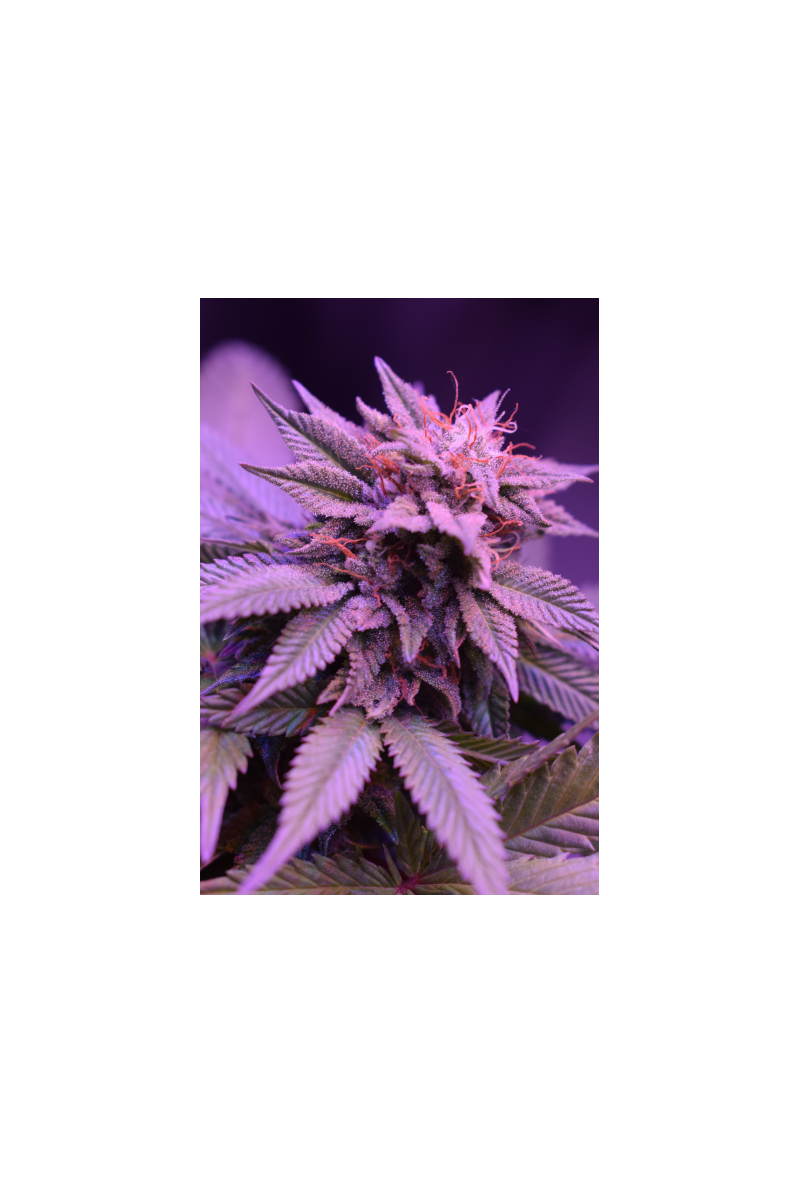 Blackberry Gum, Фасовка: 3, изображение 4