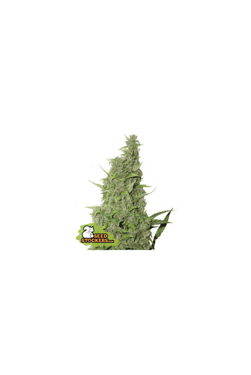 BCN Power Plant, Фасовка: 3