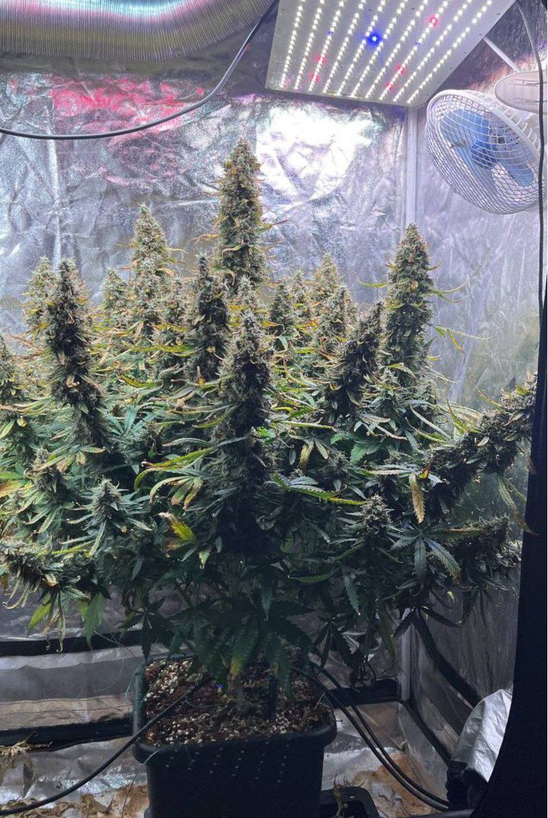 Grapefruit Jack Auto, Фасовка: 3