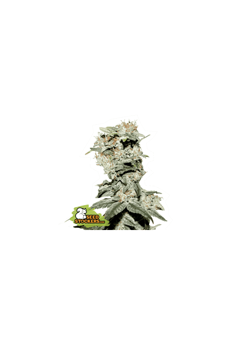 CBD Critical XXL, Фасовка: 3