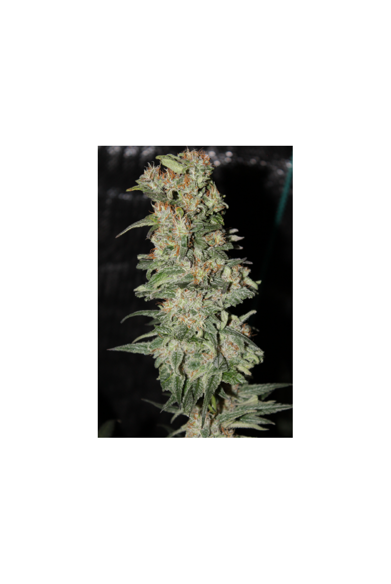 CBD Critical XXL, Фасовка: 3, изображение 2