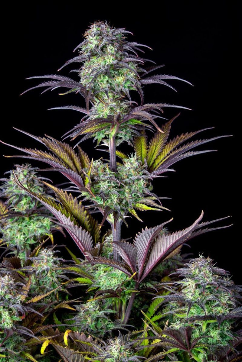 Original Auto Blueberry, Фасовка: 3, изображение 3