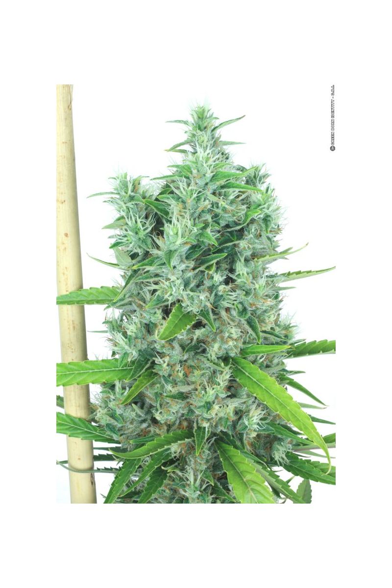 Kali Mist, Фасовка: 6, изображение 5