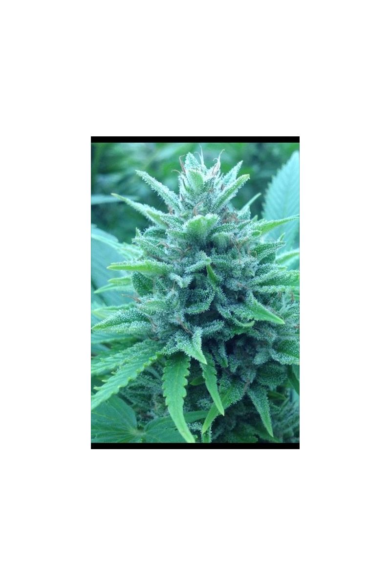 Bob Morley Auto, Фасовка: 5