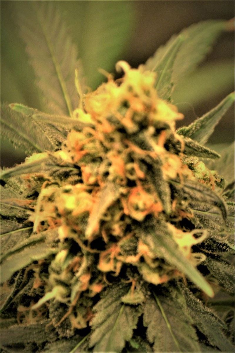 Kingstone, Фасовка: 5, изображение 2