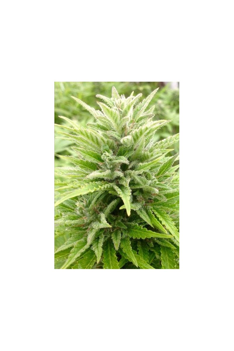 Reggae Spirit Auto, Фасовка: 5